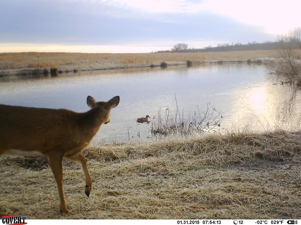 Chasing Waterfowl With A Trail Camera … Waterfowl Hunting Ducks & Geese Waterfowl Hunting